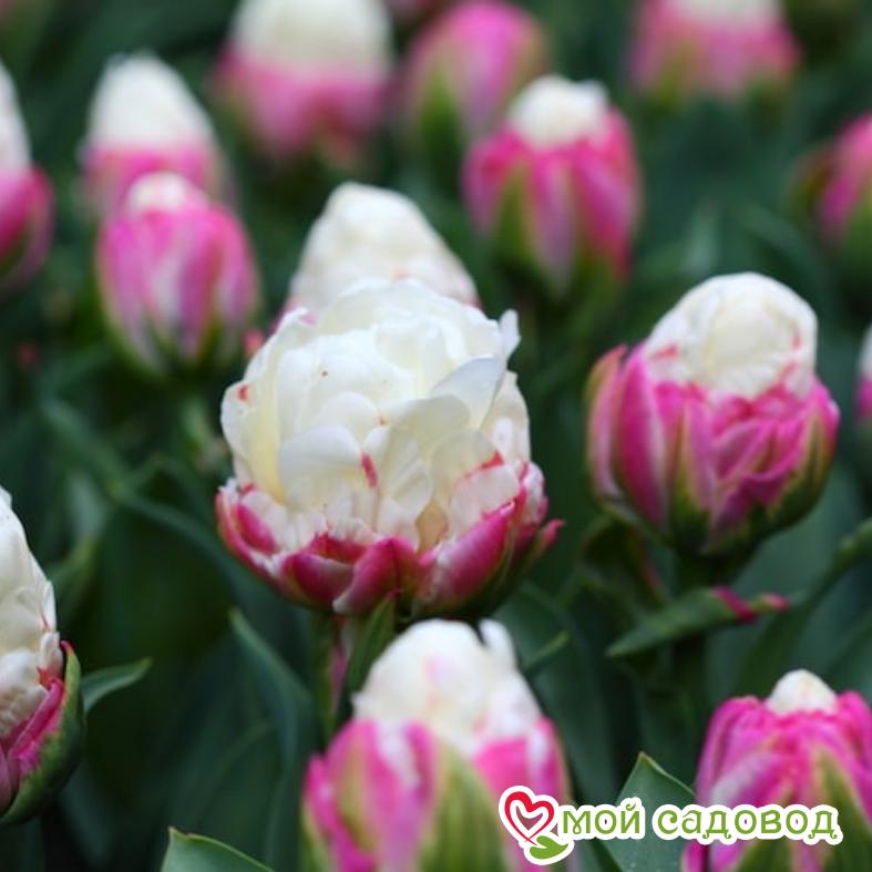 Тюльпан пионовидный Дабл Полар