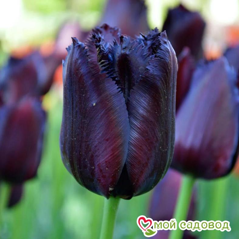 Тюльпан бахромчатый Блэк