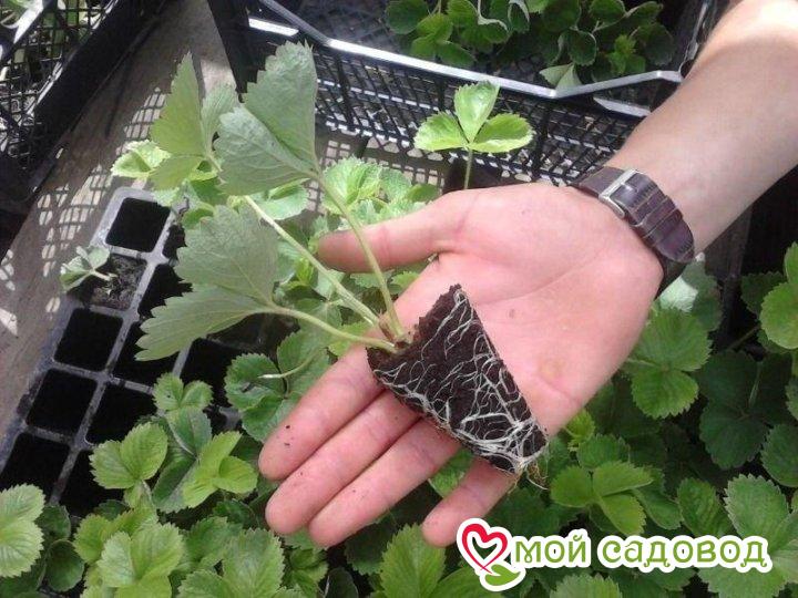 Клубника Черный Принц